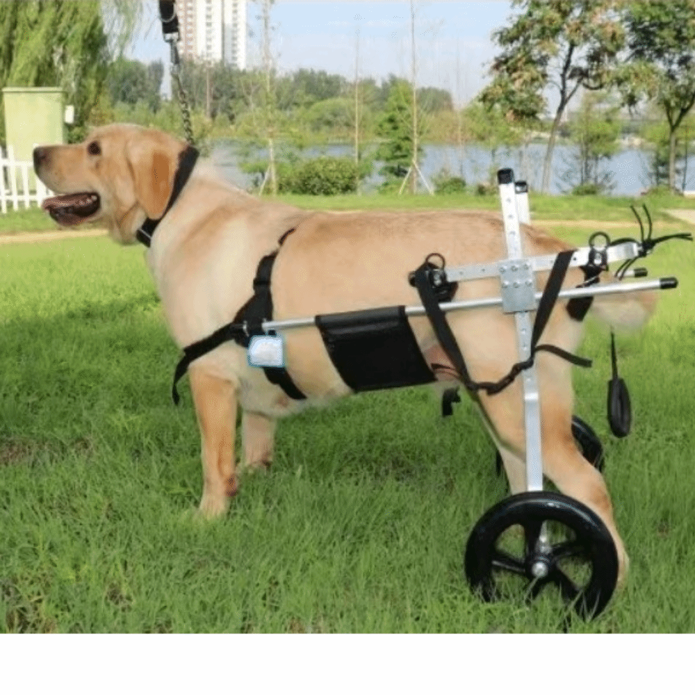 大型犬用後肢サポート付き車椅子、通気性のあるペット用車椅子、 - Heavy Equipment Cat のレビューと価格