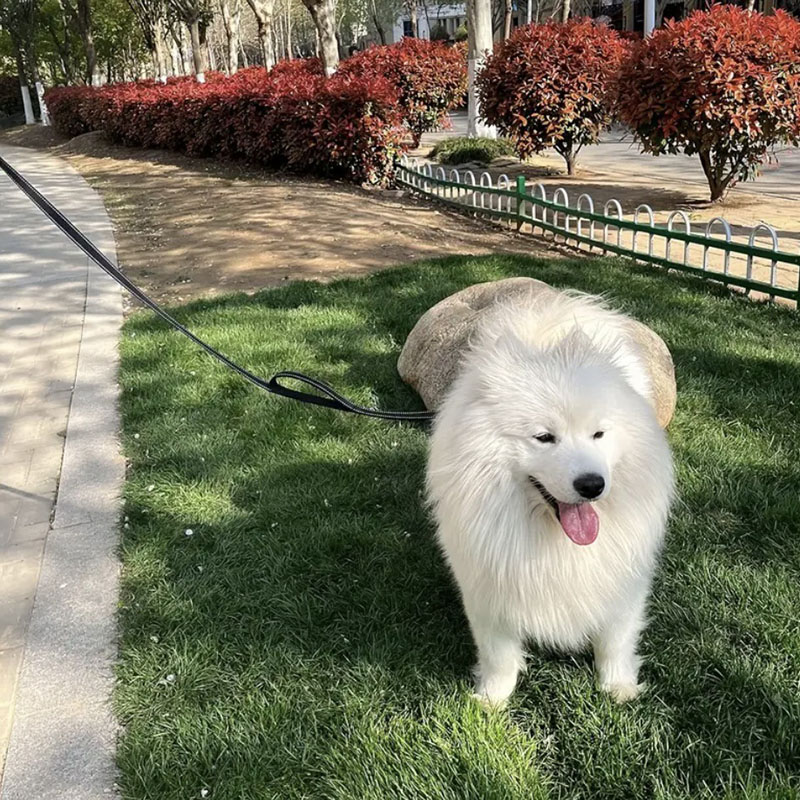 頑丈なダブルハンドル付き犬用リード、夜間の安全のための反射ス - Heavy Equipment Cat のレビューと価格